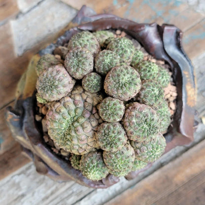 Sulcorebutia rauschii f. Violacidermis