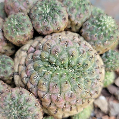 Sulcorebutia rauschii f. Violacidermis