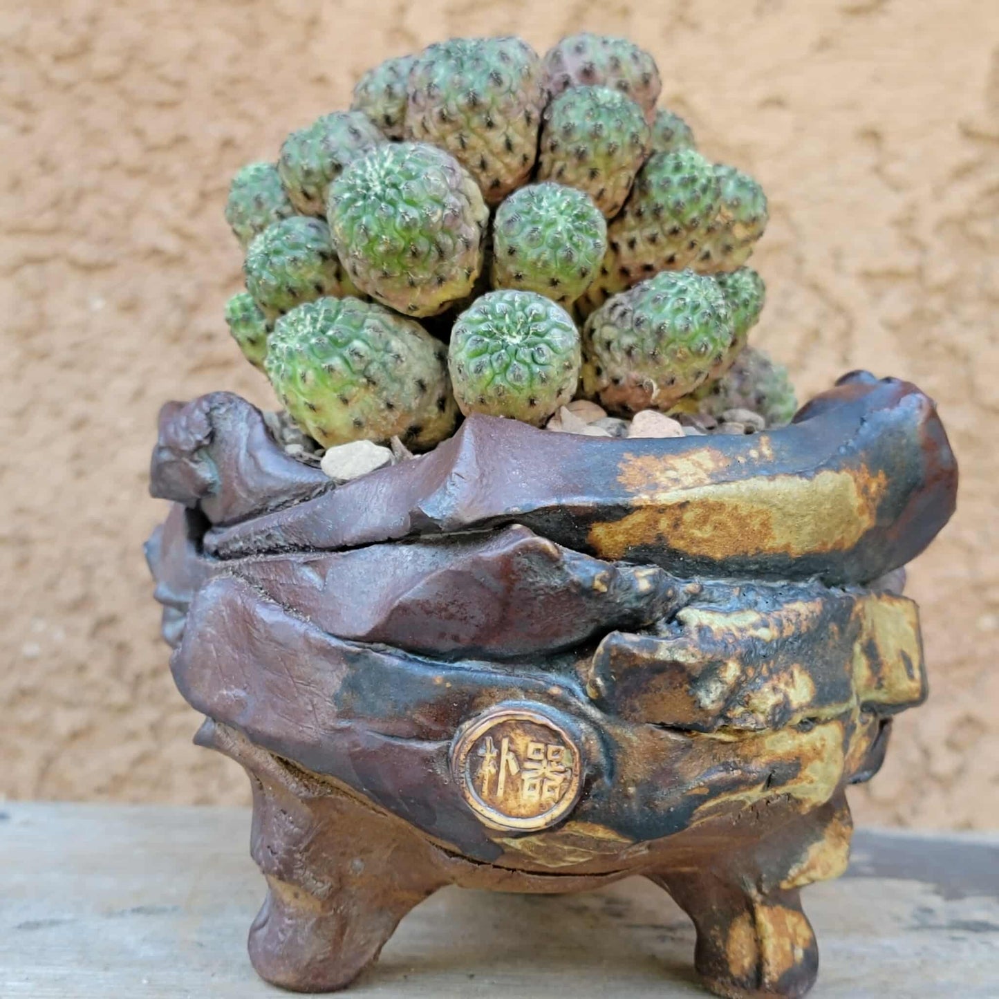 Sulcorebutia rauschii f. Violacidermis