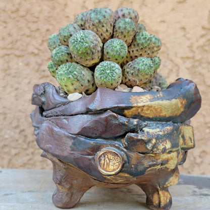 Sulcorebutia rauschii f. Violacidermis