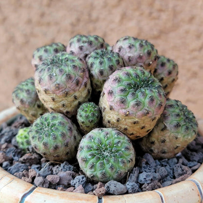 Sulcorebutia rauschii f. Violacidermis