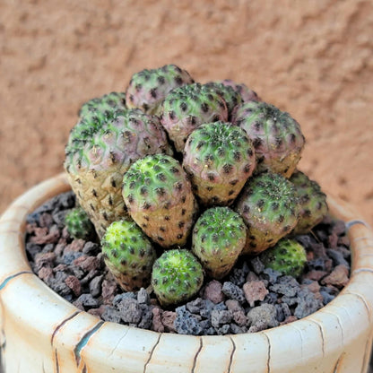 Sulcorebutia rauschii f. Violacidermis
