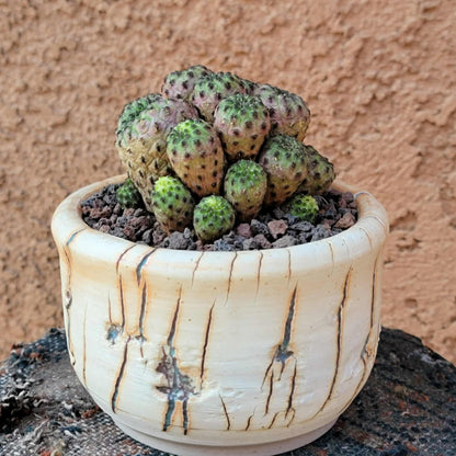 Sulcorebutia rauschii f. Violacidermis