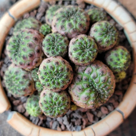 Sulcorebutia rauschii f. Violacidermis