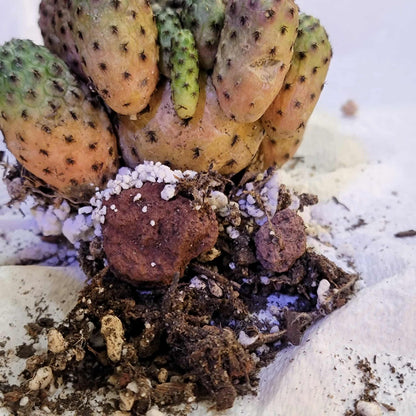 Sulcorebutia rauschii f. Violacidermis