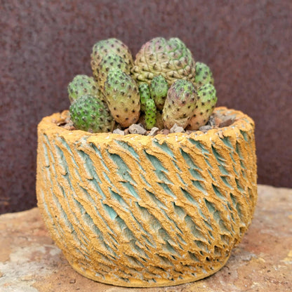 Sulcorebutia rauschii f. Violacidermis