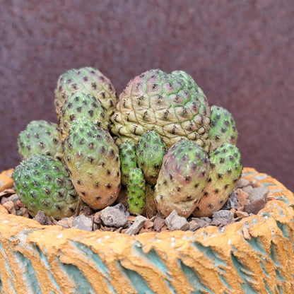 Sulcorebutia rauschii f. Violacidermis