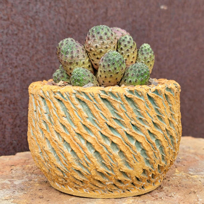 Sulcorebutia rauschii f. Violacidermis