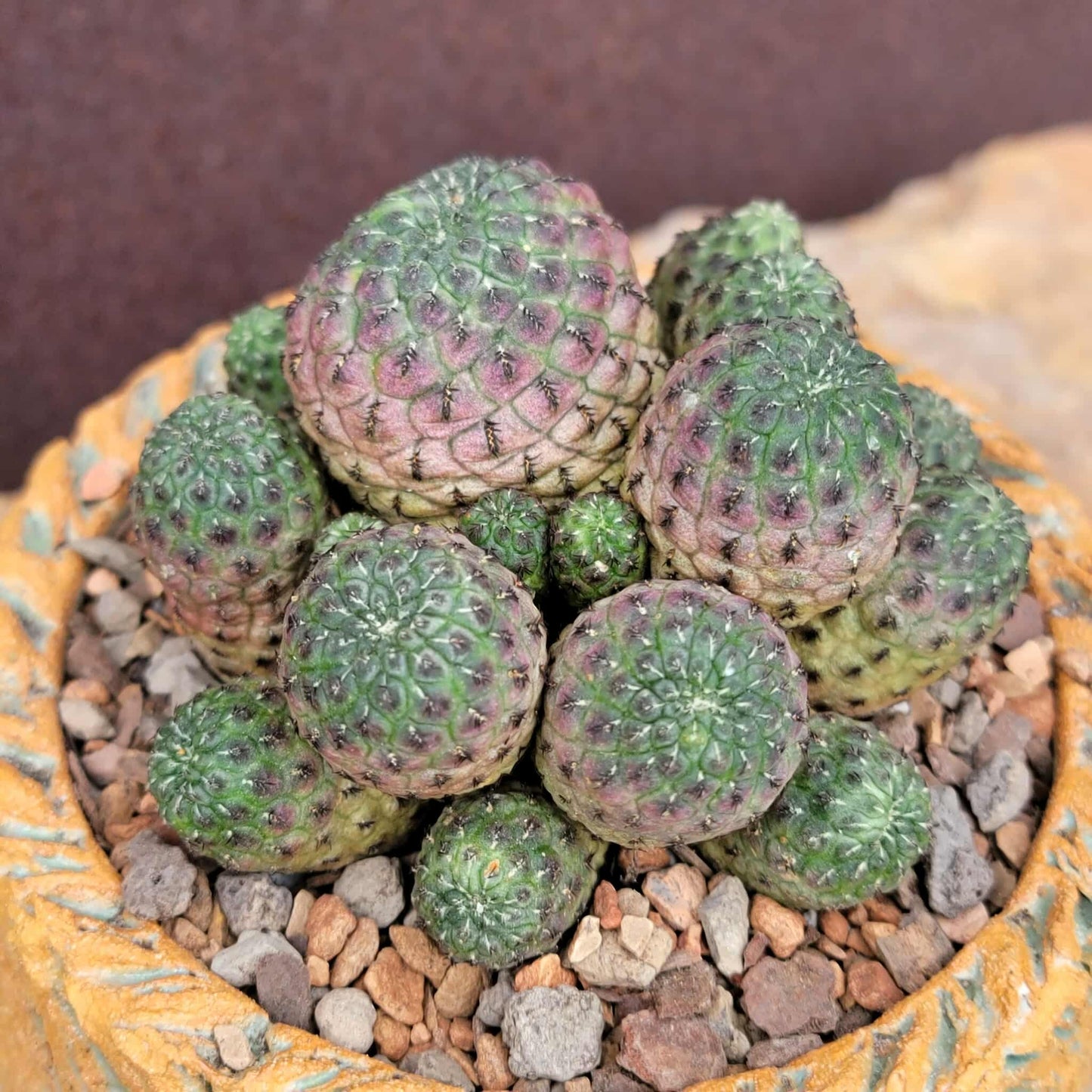 Sulcorebutia rauschii f. Violacidermis