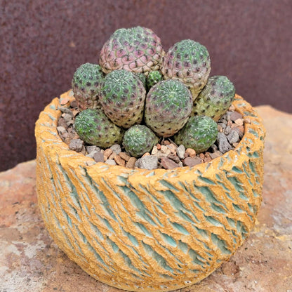 Sulcorebutia rauschii f. Violacidermis