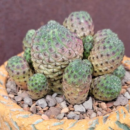 Sulcorebutia rauschii f. Violacidermis