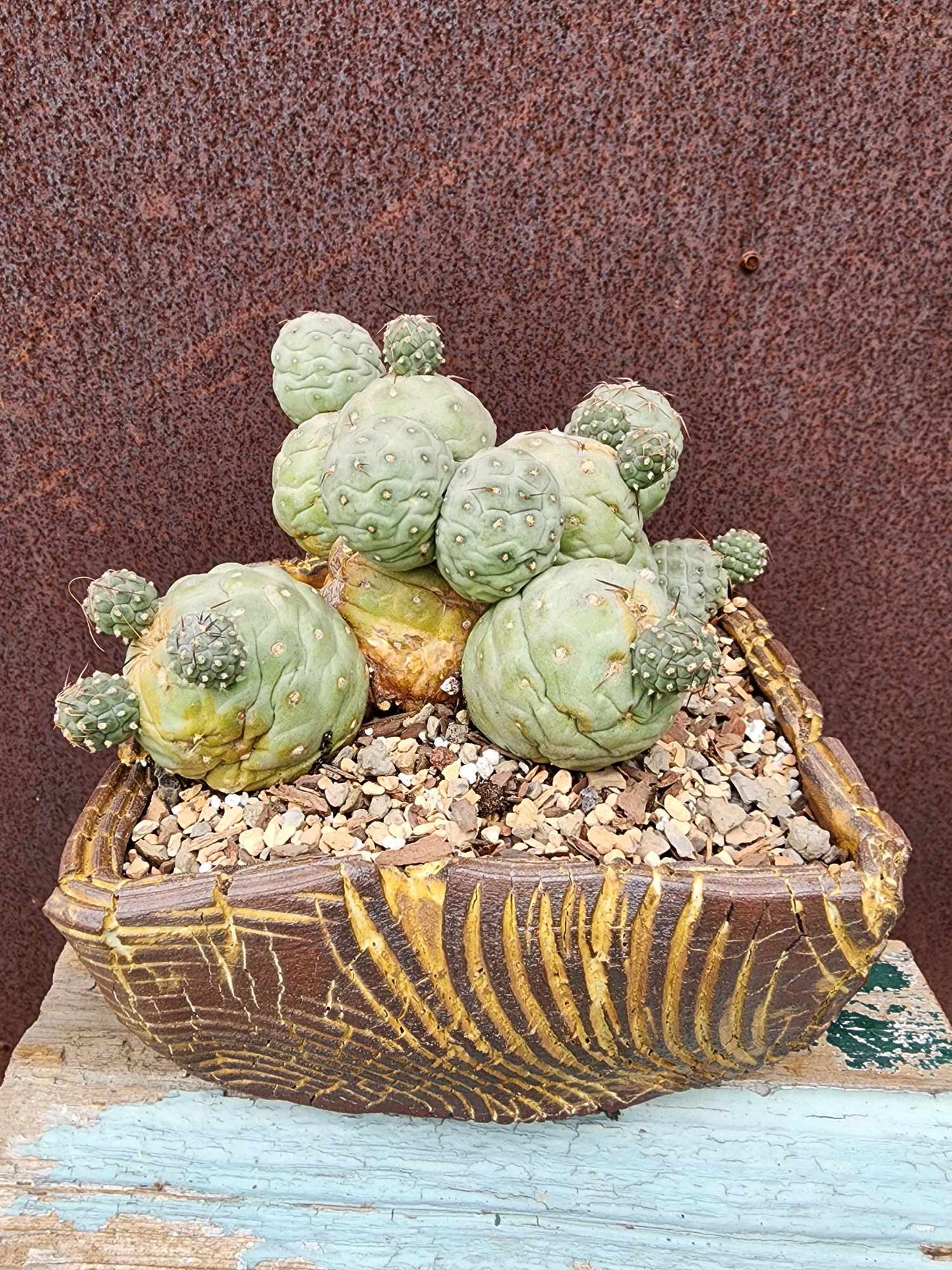 Tephrocactus Geometricus – Snow Man Cactus - 22 Cladodes
