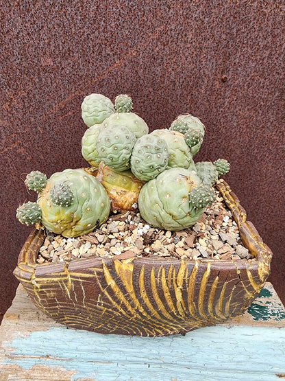 Tephrocactus Geometricus – Snow Man Cactus - 22 Cladodes