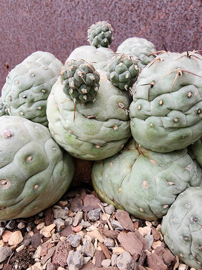 Tephrocactus Geometricus – Snow Man Cactus - 22 Cladodes