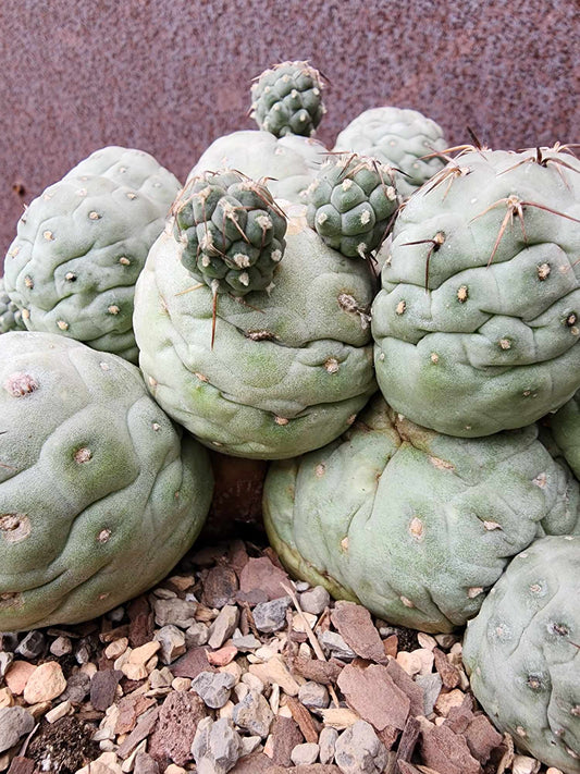 Tephrocactus Geometricus – Snow Man Cactus - 22 Cladodes