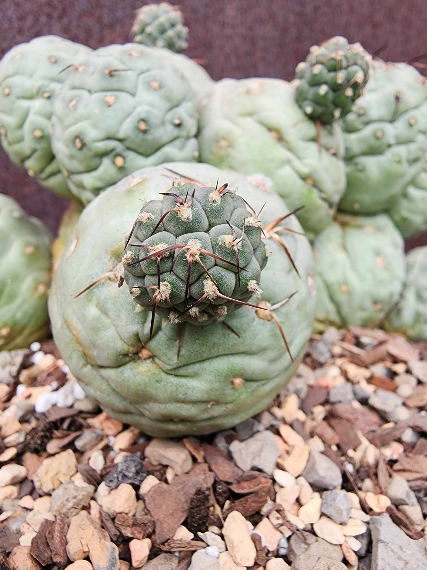 Tephrocactus Geometricus – Snow Man Cactus - 22 Cladodes