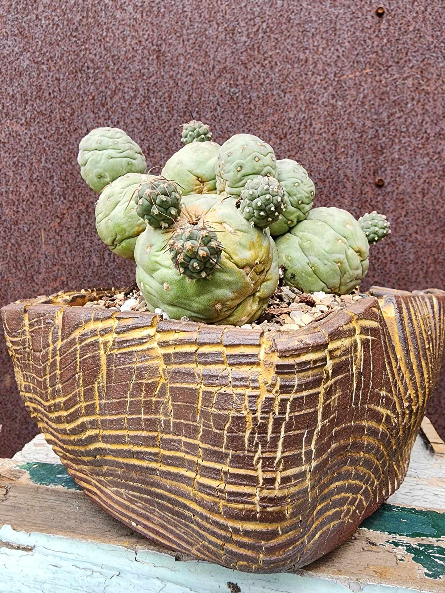 Tephrocactus Geometricus – Snow Man Cactus - 22 Cladodes
