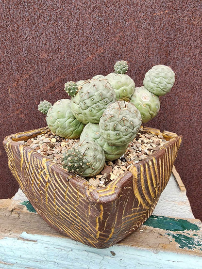 Tephrocactus Geometricus – Snow Man Cactus - 22 Cladodes