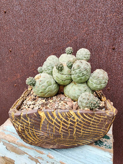 Tephrocactus Geometricus – Snow Man Cactus - 22 Cladodes
