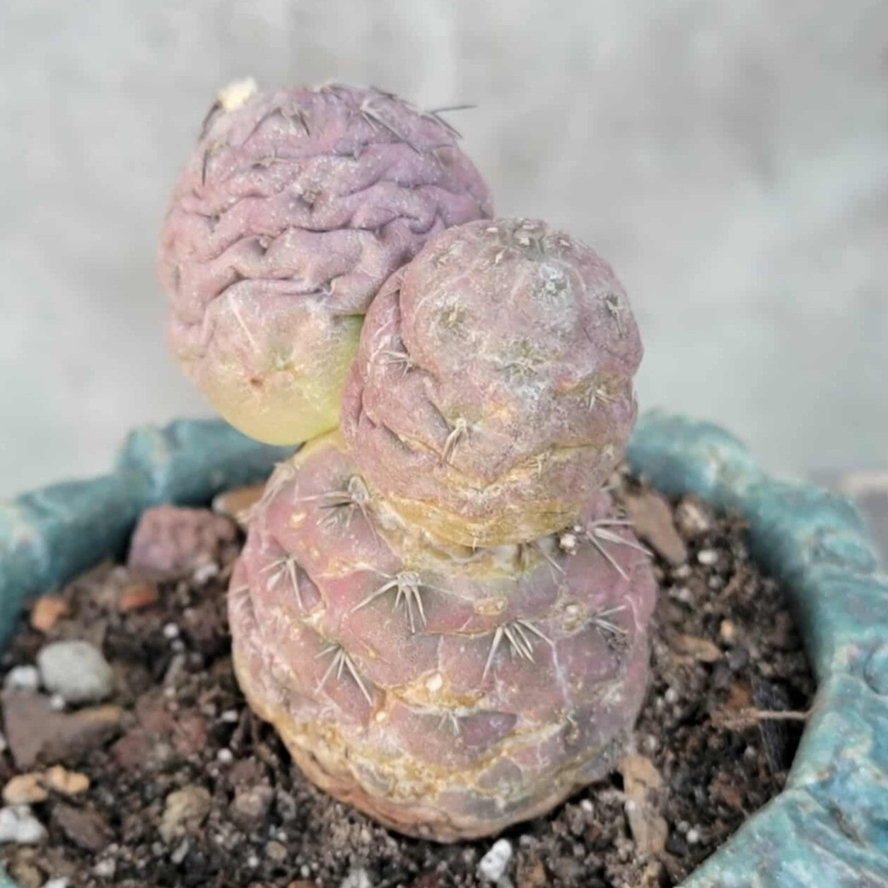 Tephrocactus Geometricus variegata – Purple Snow Man Cactus – 3 Cladodes