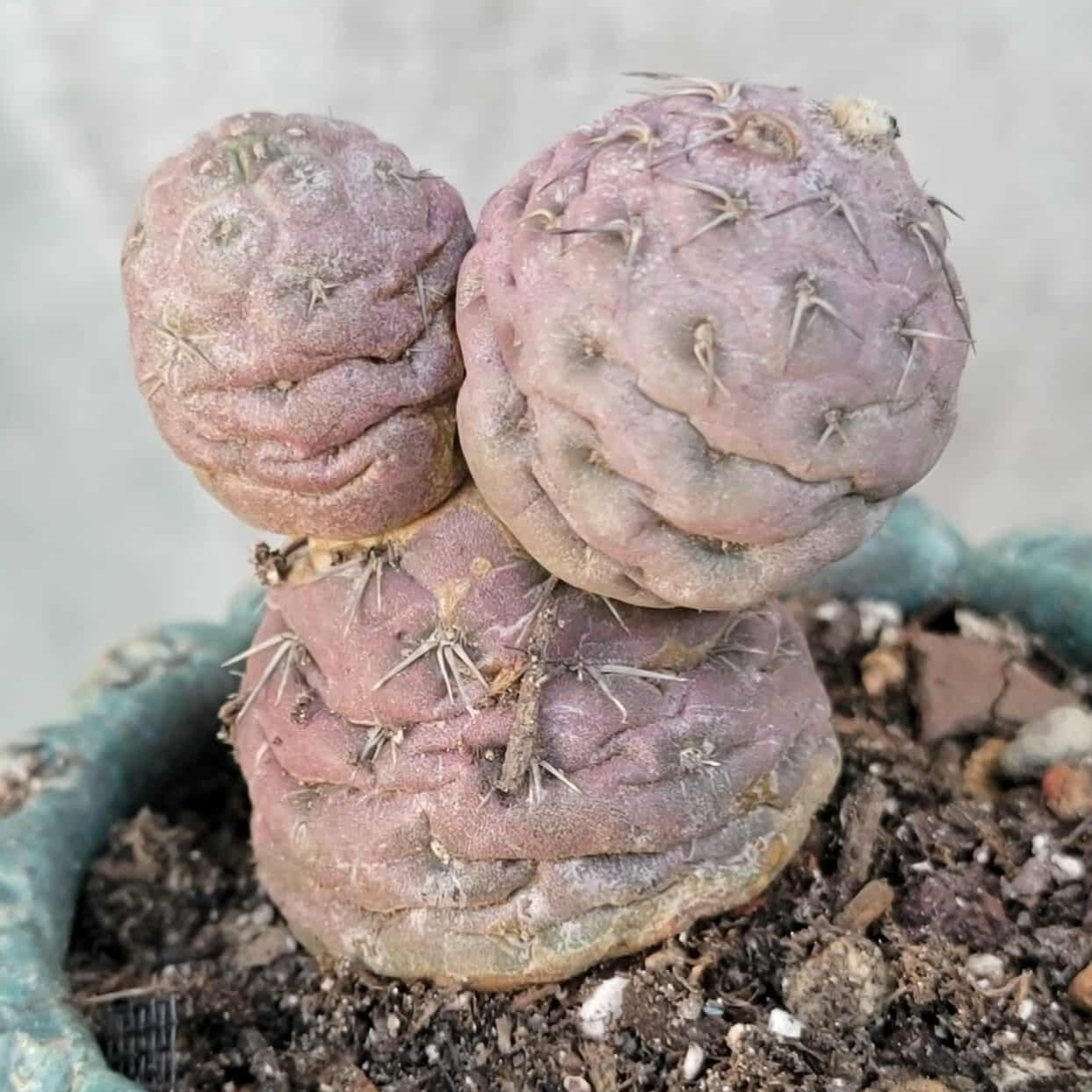 Tephrocactus Geometricus variegata – Purple Snow Man Cactus – 3 Cladodes