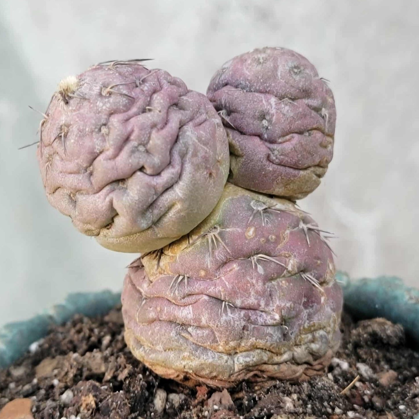 Tephrocactus Geometricus variegata – Purple Snow Man Cactus – 3 Cladodes