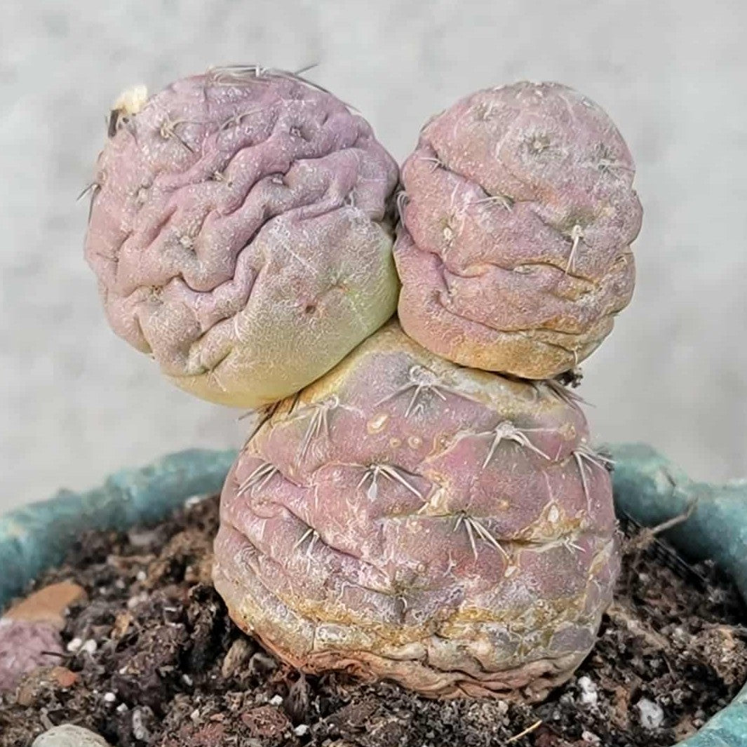 Tephrocactus Geometricus variegata – Purple Snow Man Cactus – 3 Cladodes