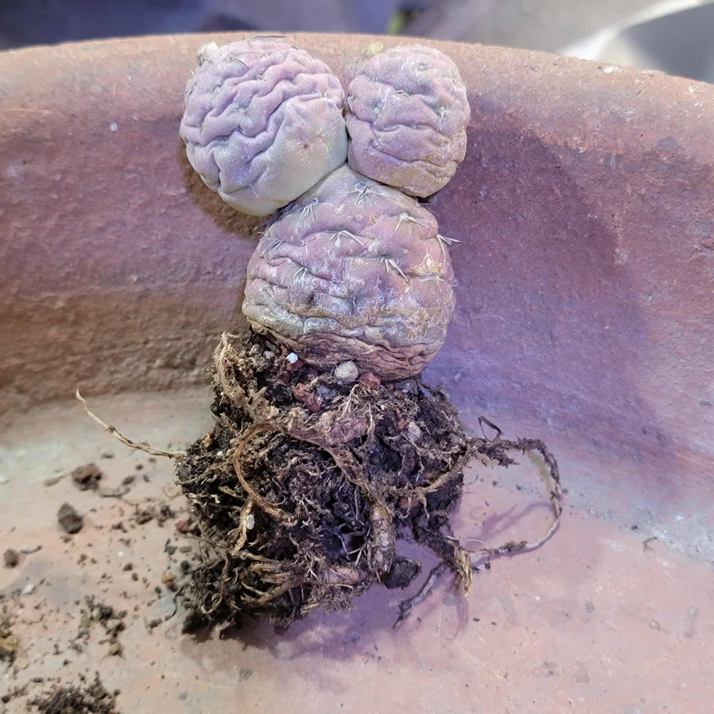 Tephrocactus Geometricus variegata – Purple Snow Man Cactus – 3 Cladodes