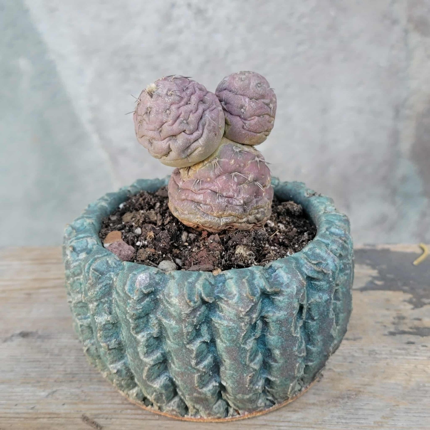 Tephrocactus Geometricus variegata – Purple Snow Man Cactus – 3 Cladodes