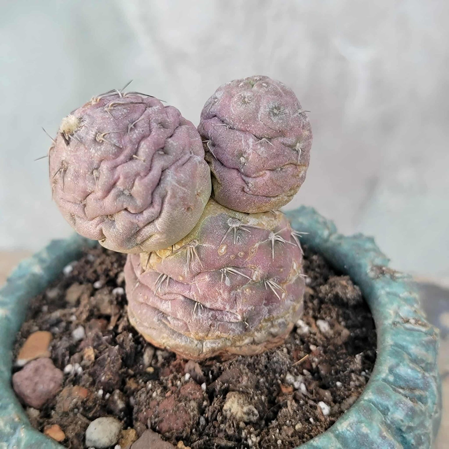 Tephrocactus Geometricus variegata – Purple Snow Man Cactus – 3 Cladodes