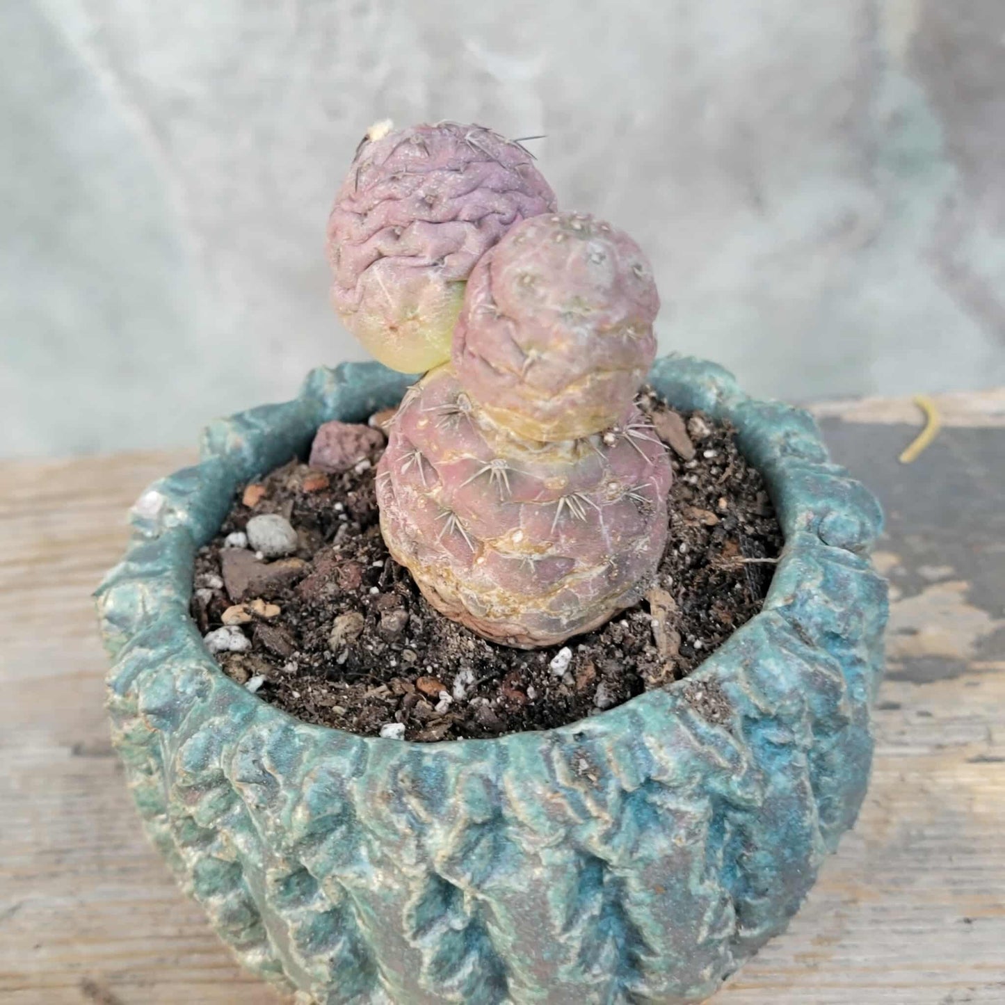 Tephrocactus Geometricus variegata – Purple Snow Man Cactus – 3 Cladodes