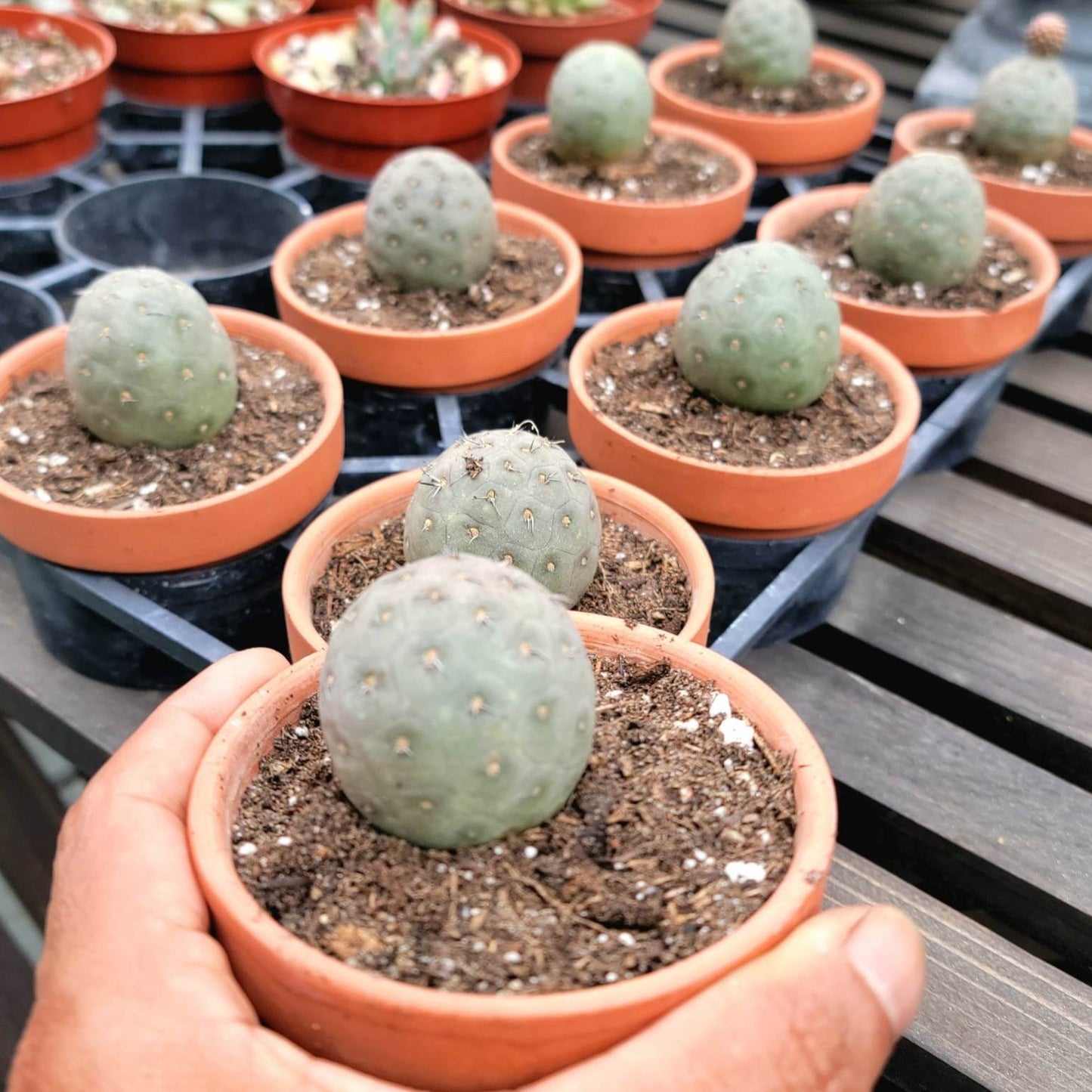 Tephrocactus Geometricus – Snow Man Cactus – 1 Ball