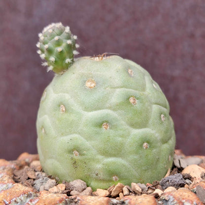 Tephrocactus Geometricus – Snow Man Cactus – 1 Ball with Baby!