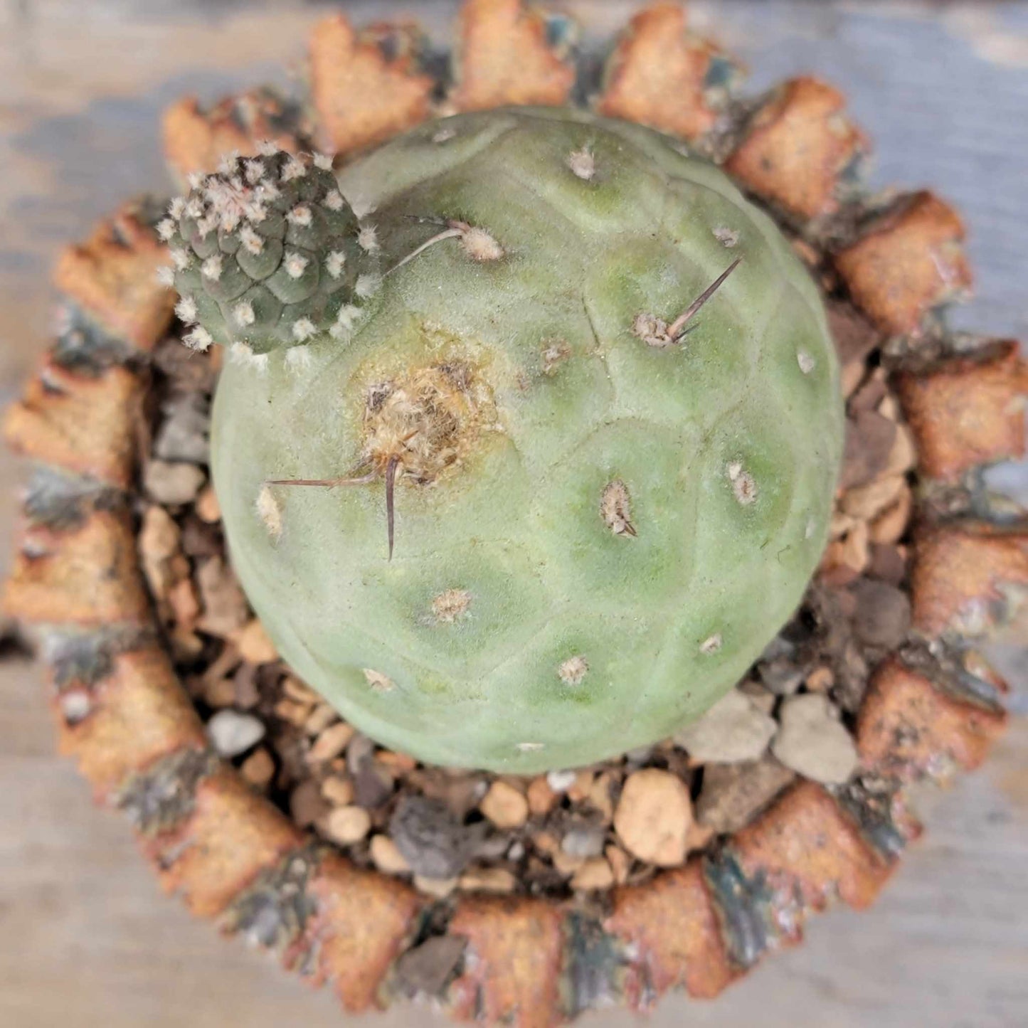 Tephrocactus Geometricus – Snow Man Cactus – 1 Ball with Baby!