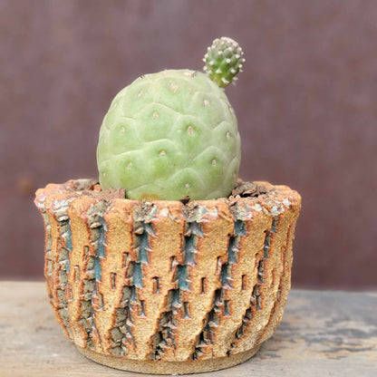 Tephrocactus Geometricus – Snow Man Cactus – 1 Ball with Baby!