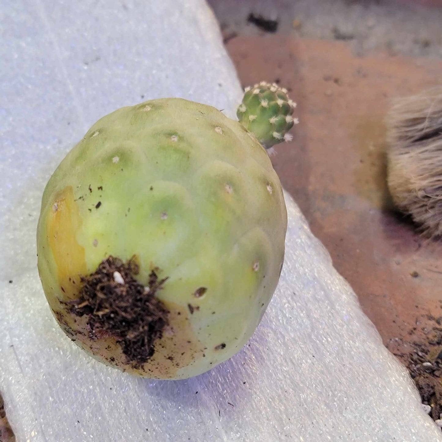 Tephrocactus Geometricus – Snow Man Cactus – 1 Ball with Baby!