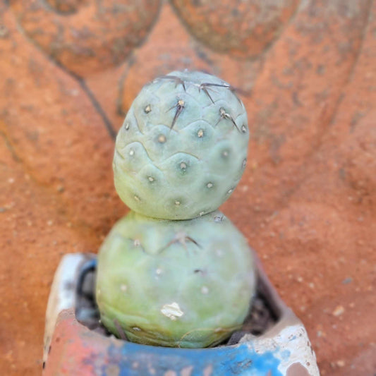 Tephrocactus Geometricus – Snow Man Cactus – 2 Cladodes