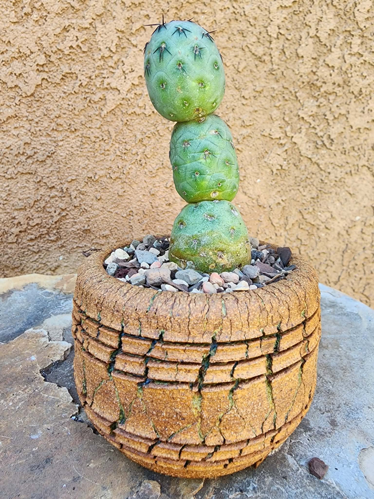 Tephrocactus Geometricus – Stacker Cactus - 3 Cladodes