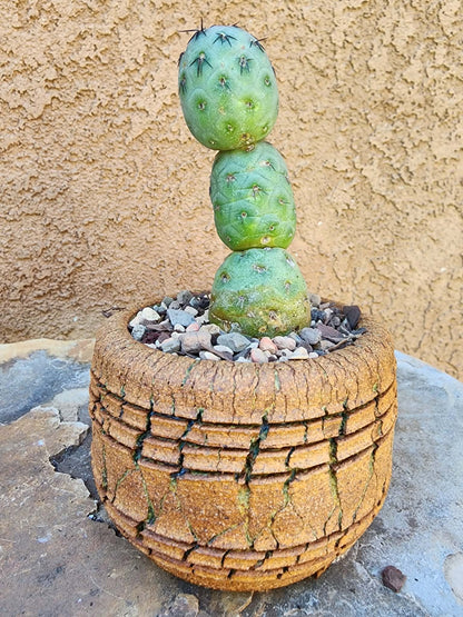 Tephrocactus Geometricus – Stacker Cactus - 3 Cladodes