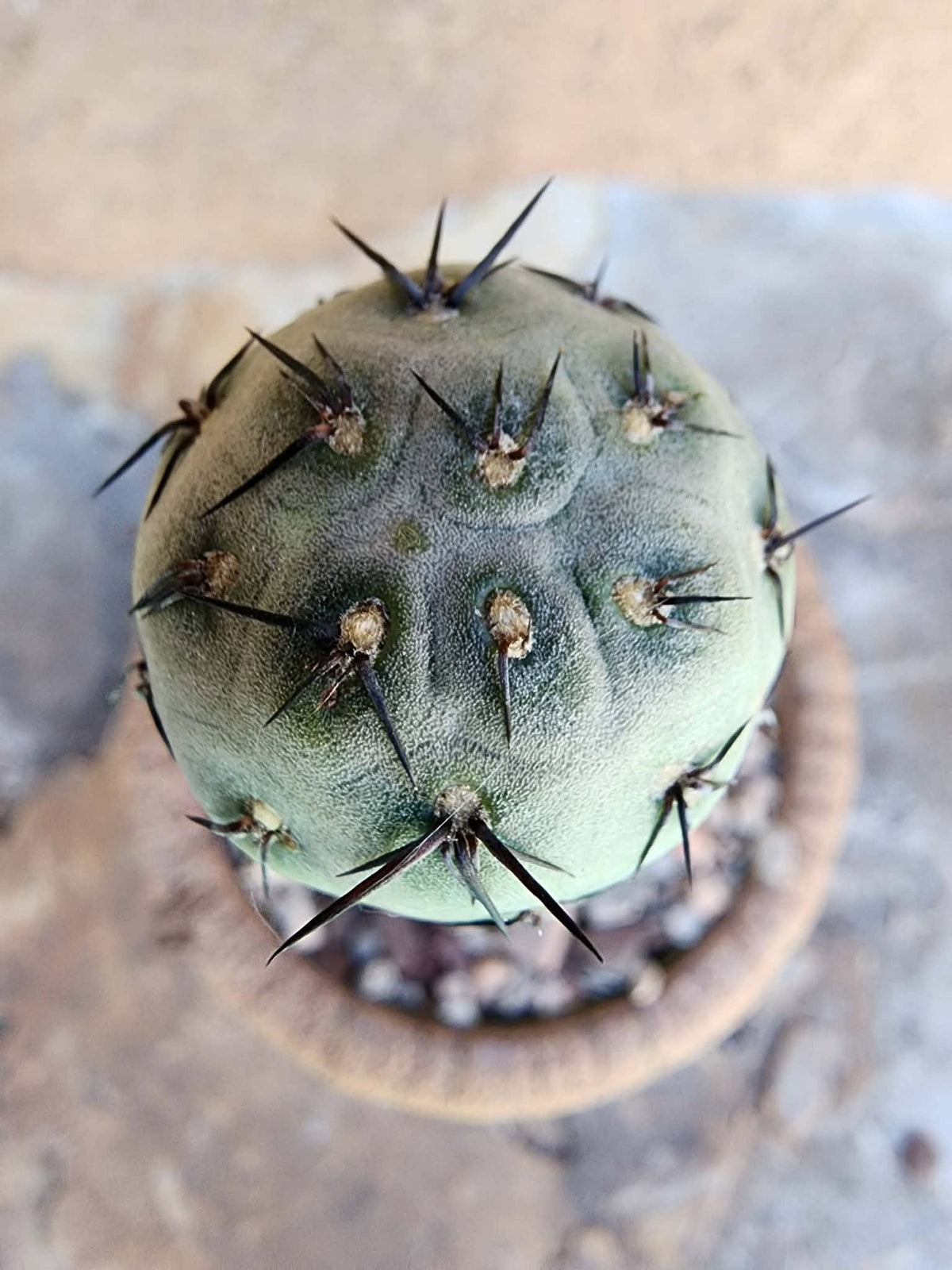 Tephrocactus Geometricus – Stacker Cactus - 3 Cladodes