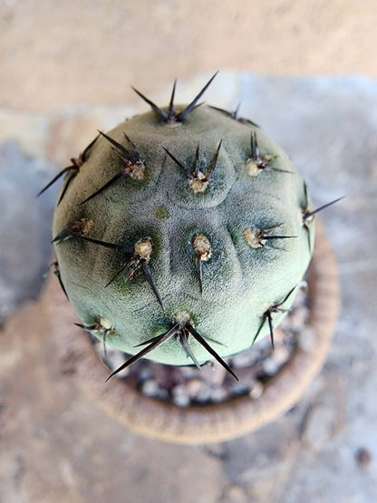 Tephrocactus Geometricus – Stacker Cactus - 3 Cladodes