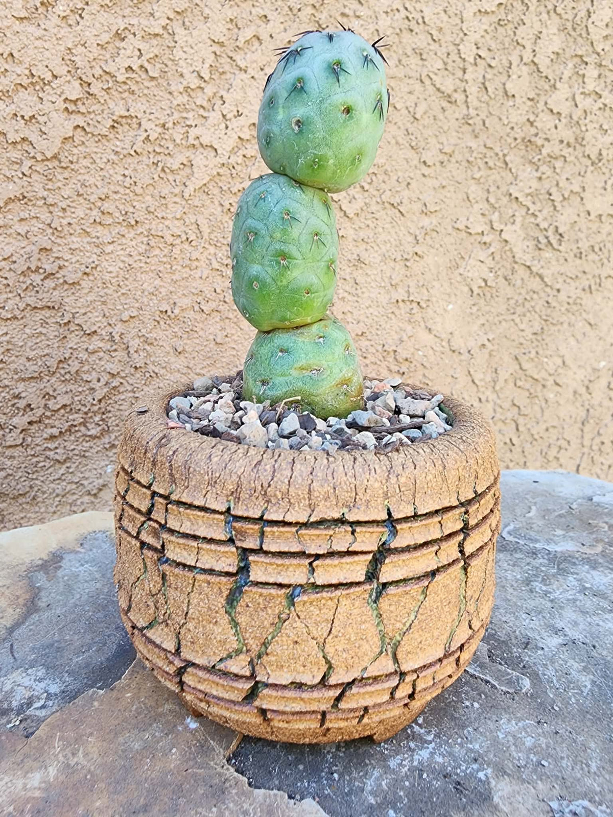 Tephrocactus Geometricus – Stacker Cactus - 3 Cladodes