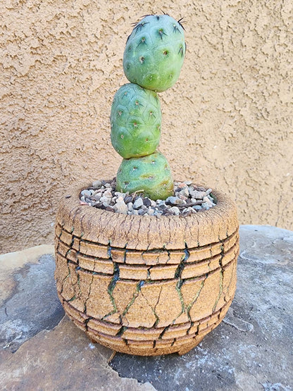 Tephrocactus Geometricus – Stacker Cactus - 3 Cladodes