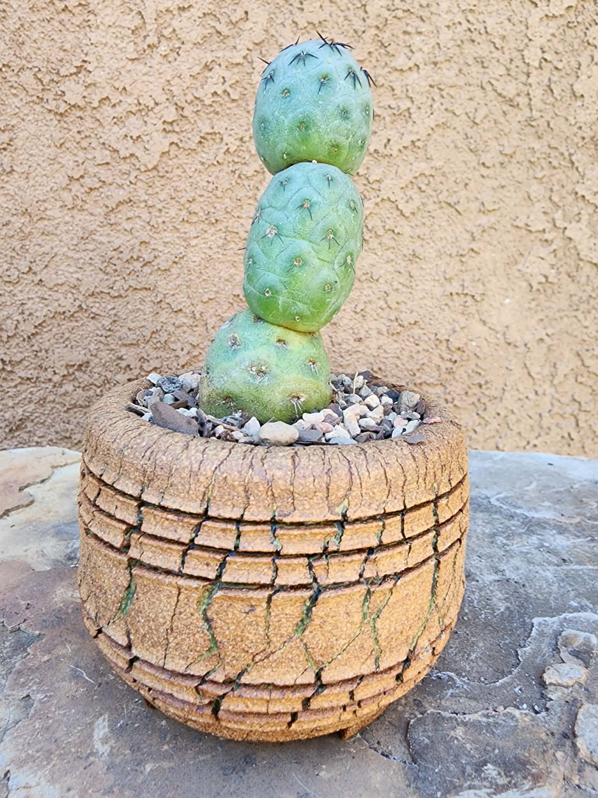 Tephrocactus Geometricus – Stacker Cactus - 3 Cladodes