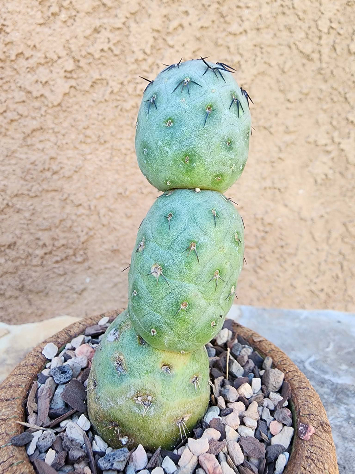 Tephrocactus Geometricus – Stacker Cactus - 3 Cladodes
