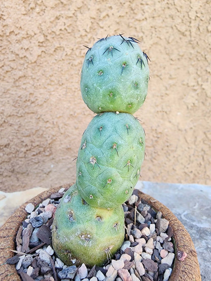 Tephrocactus Geometricus – Stacker Cactus - 3 Cladodes