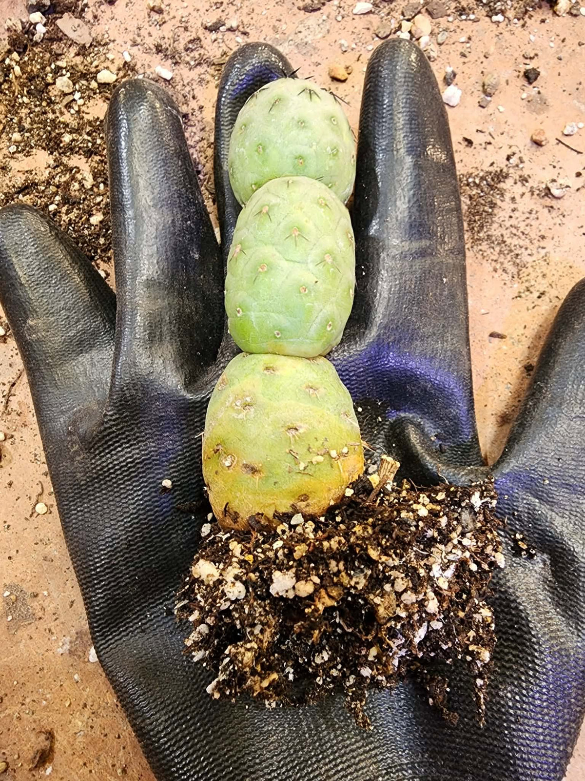 Tephrocactus Geometricus – Stacker Cactus - 3 Cladodes