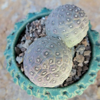 Tephrocactus Geometricus variegata – Purple Snow Man Cactus – 3 Cladodes