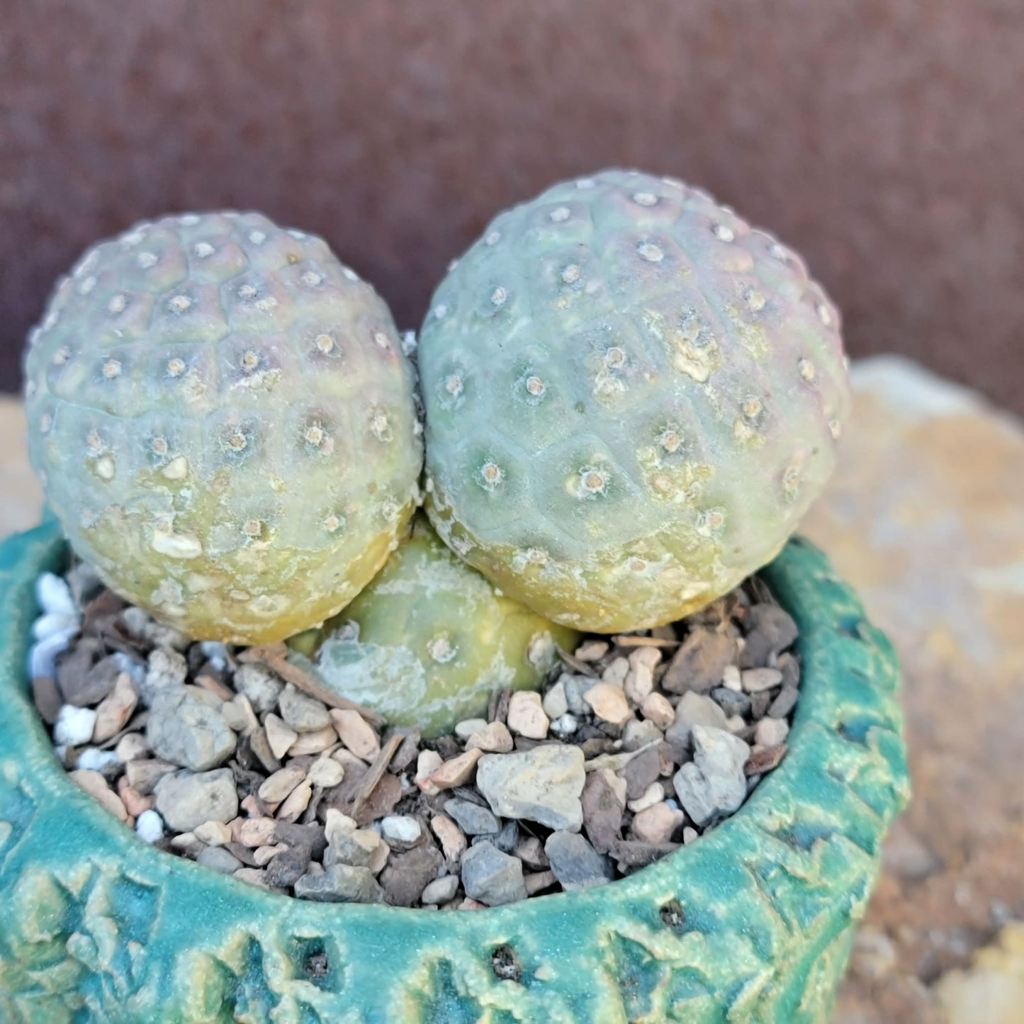 Tephrocactus Geometricus variegata – Purple Snow Man Cactus – 3 Cladodes