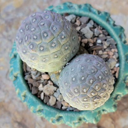 Tephrocactus Geometricus variegata – Purple Snow Man Cactus – 3 Cladodes
